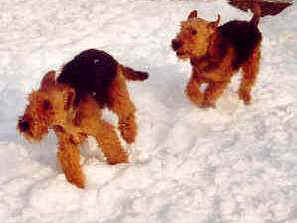 2 Airedales jagen sich