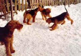 4 Airedales im Schnee